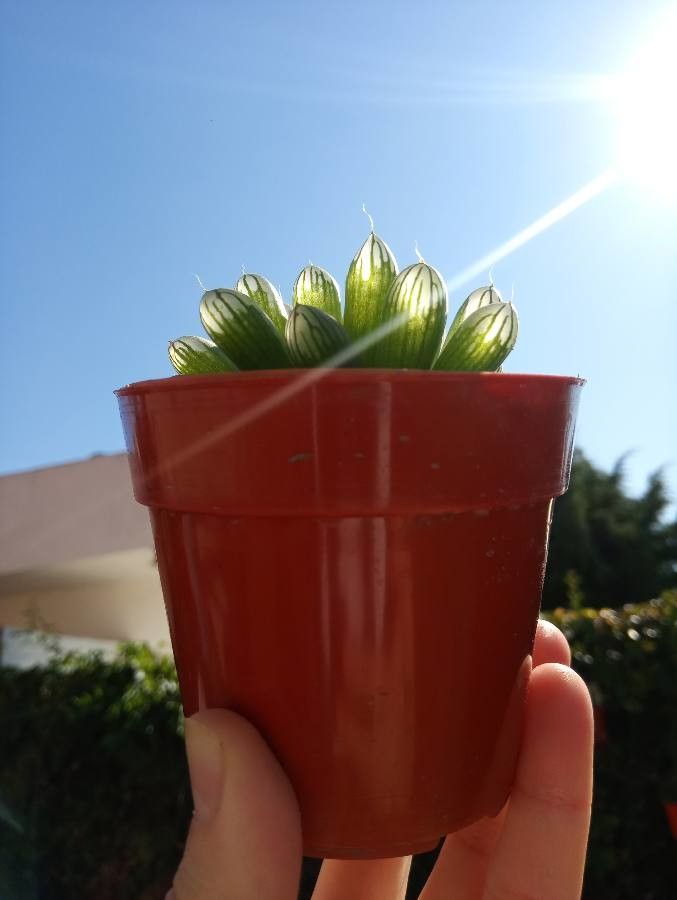 Haworthia cooperi bark