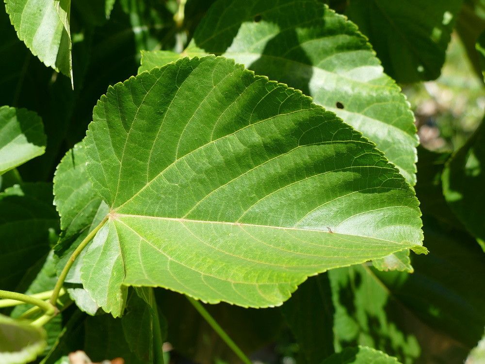 Melochia odorata — houseplant care guide