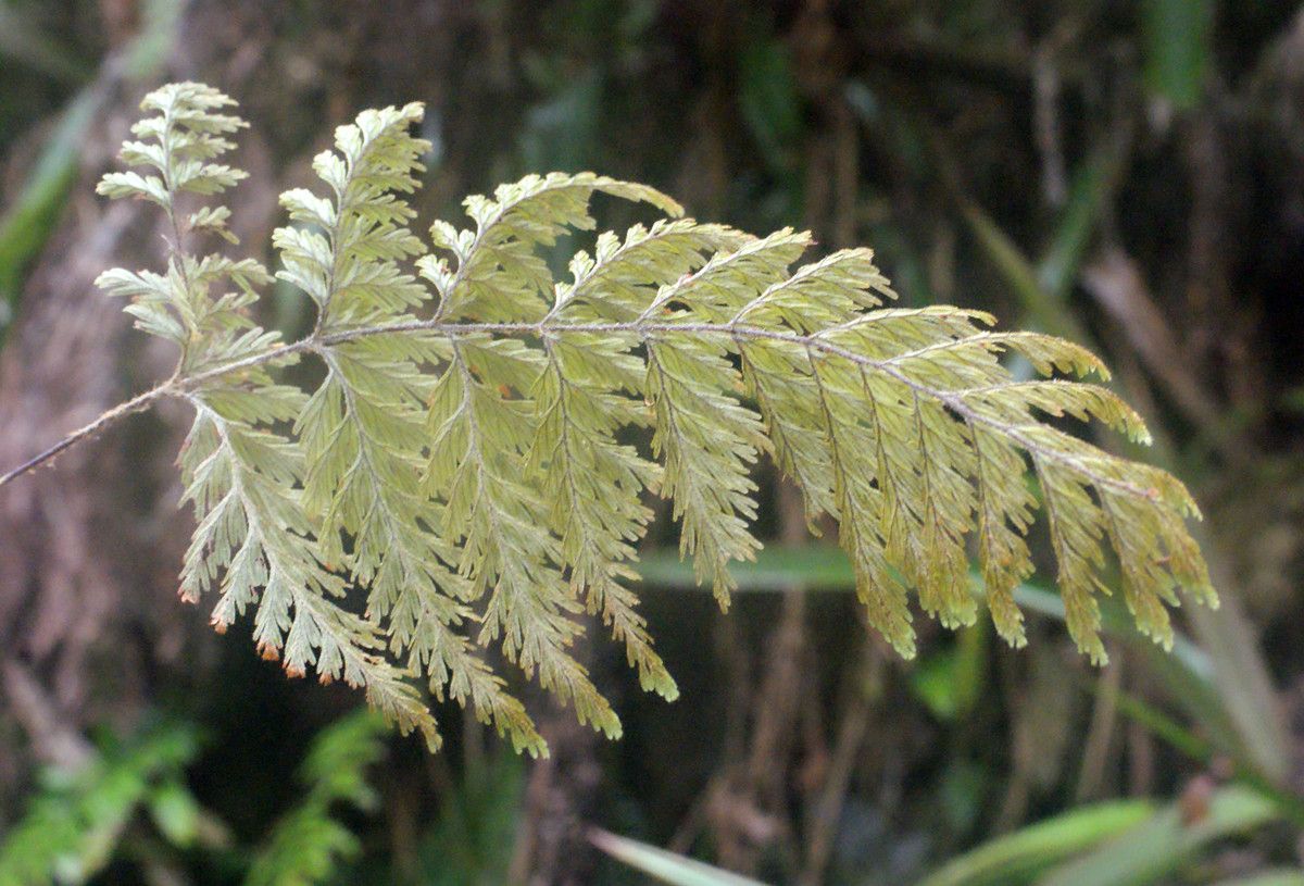 Selaginella fruticulosa — houseplant care guide