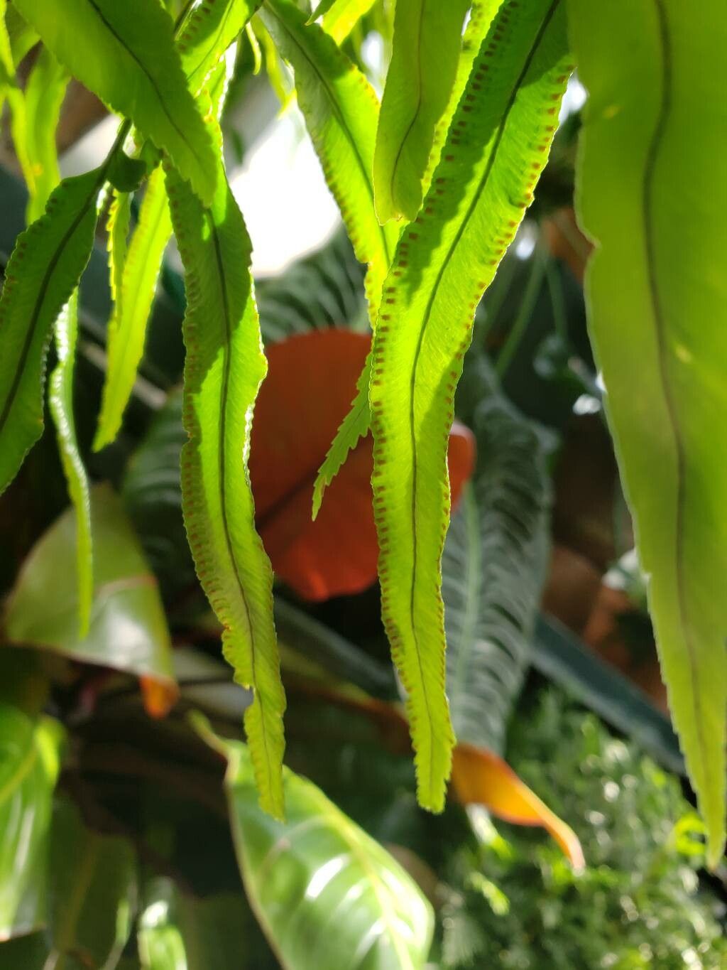 Davallia pentaphylla fruit
