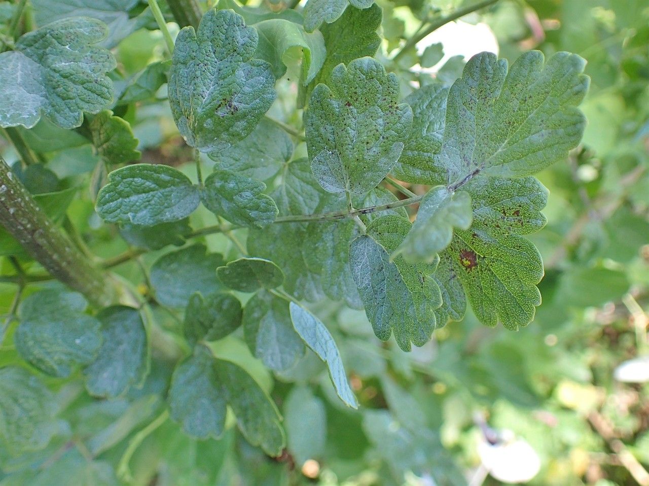 Thalictrum speciosissimum — search result for 'Russia'