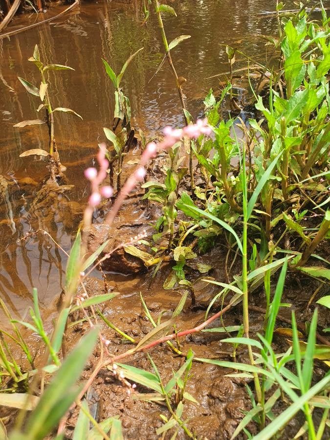 Persicaria strigosa flower