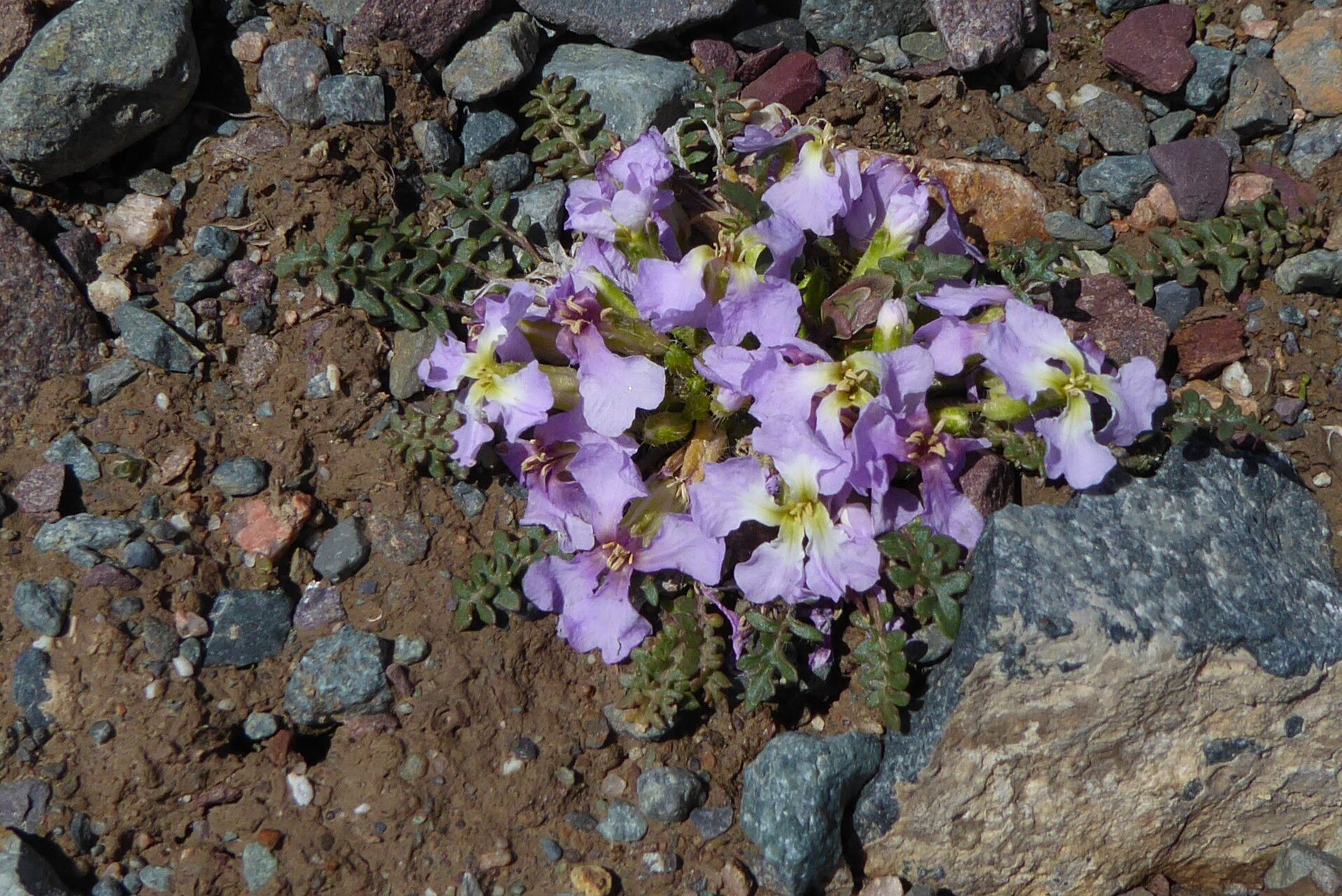 Chorispora bungeana flower