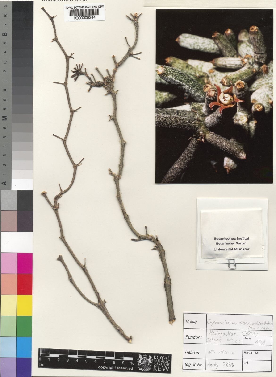 Cynanchum crassipedicellatum — houseplant care guide