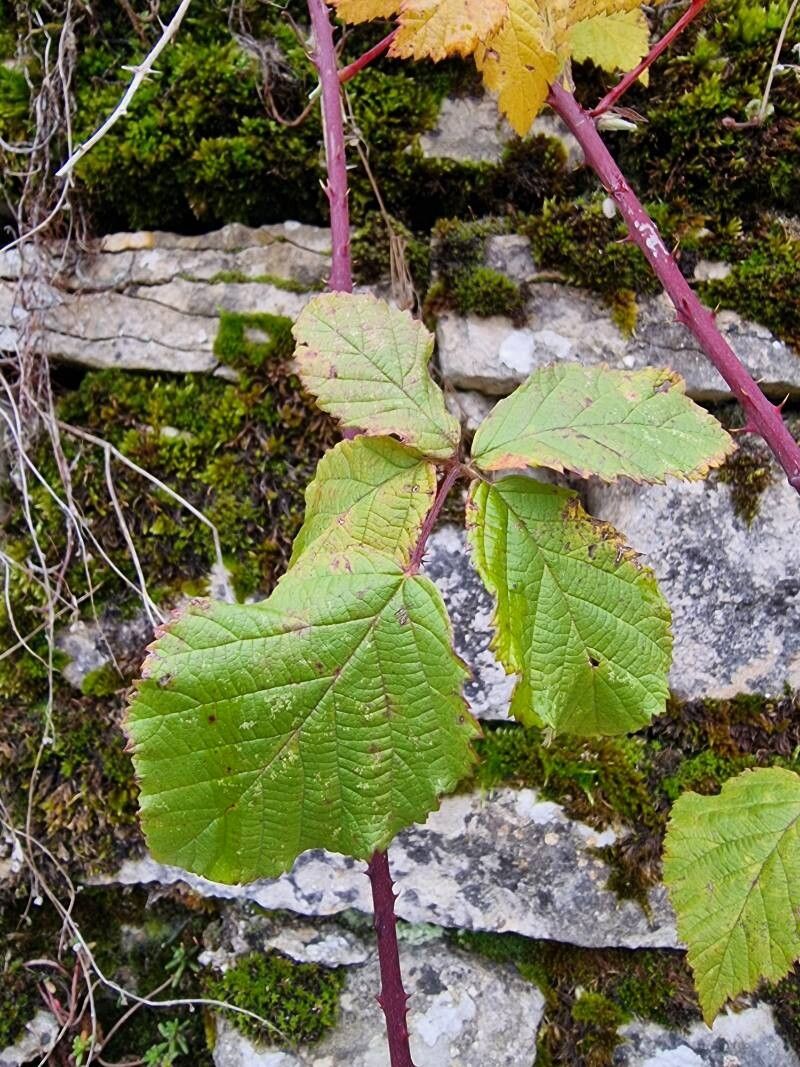 Rubus spina-curva — houseplant care guide