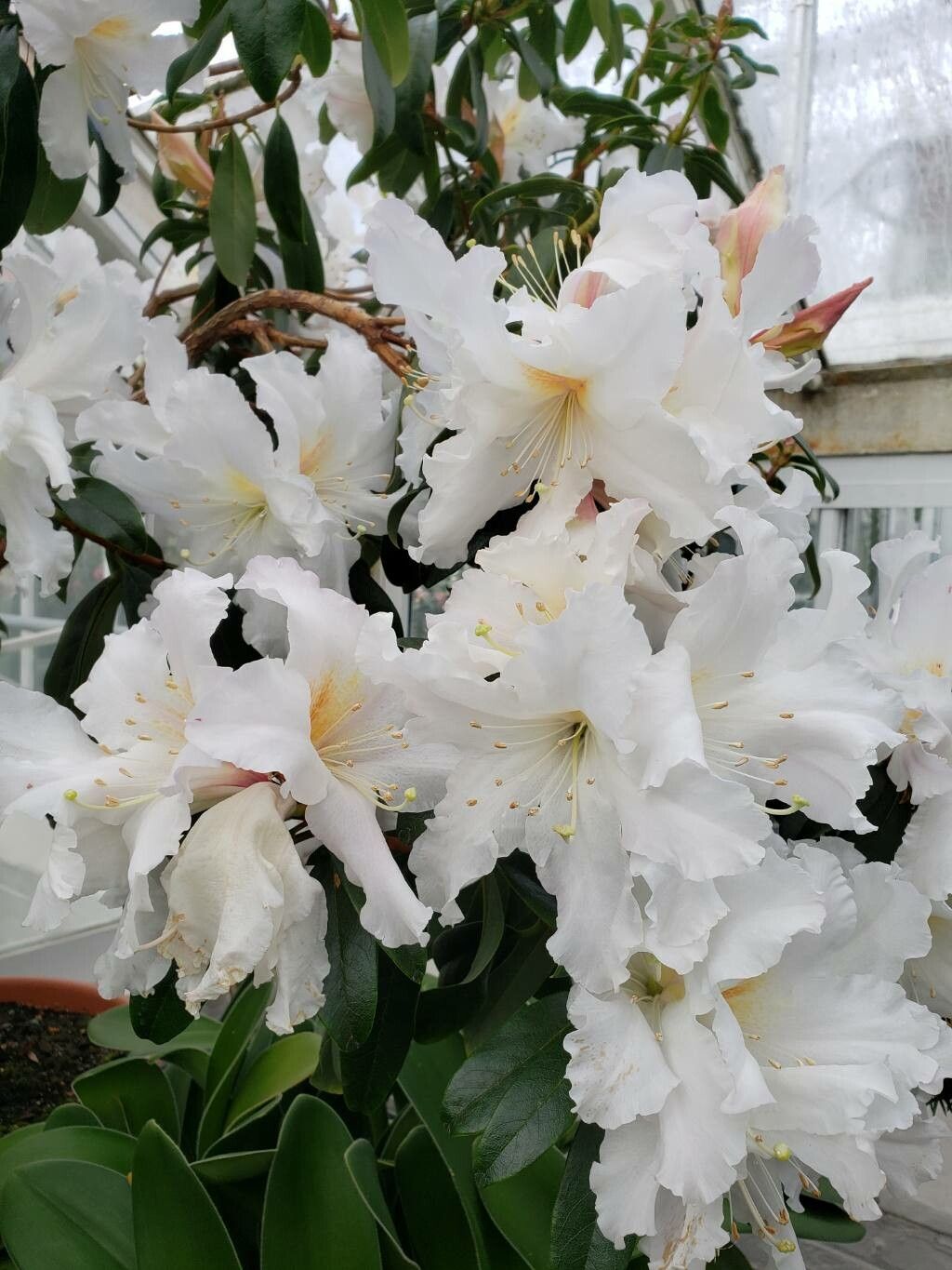 Rhododendron veitchianum flower