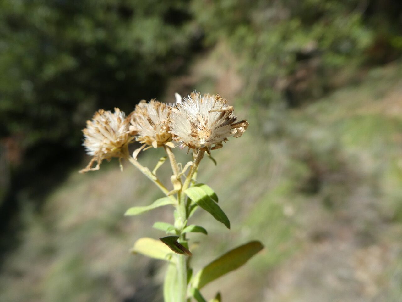 Aster willkommii fruit