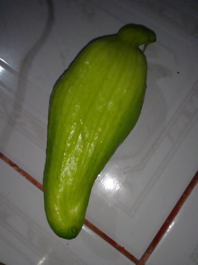 Cyclanthera pedata fruit