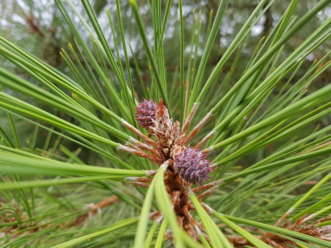 Pinus ponderosa flower