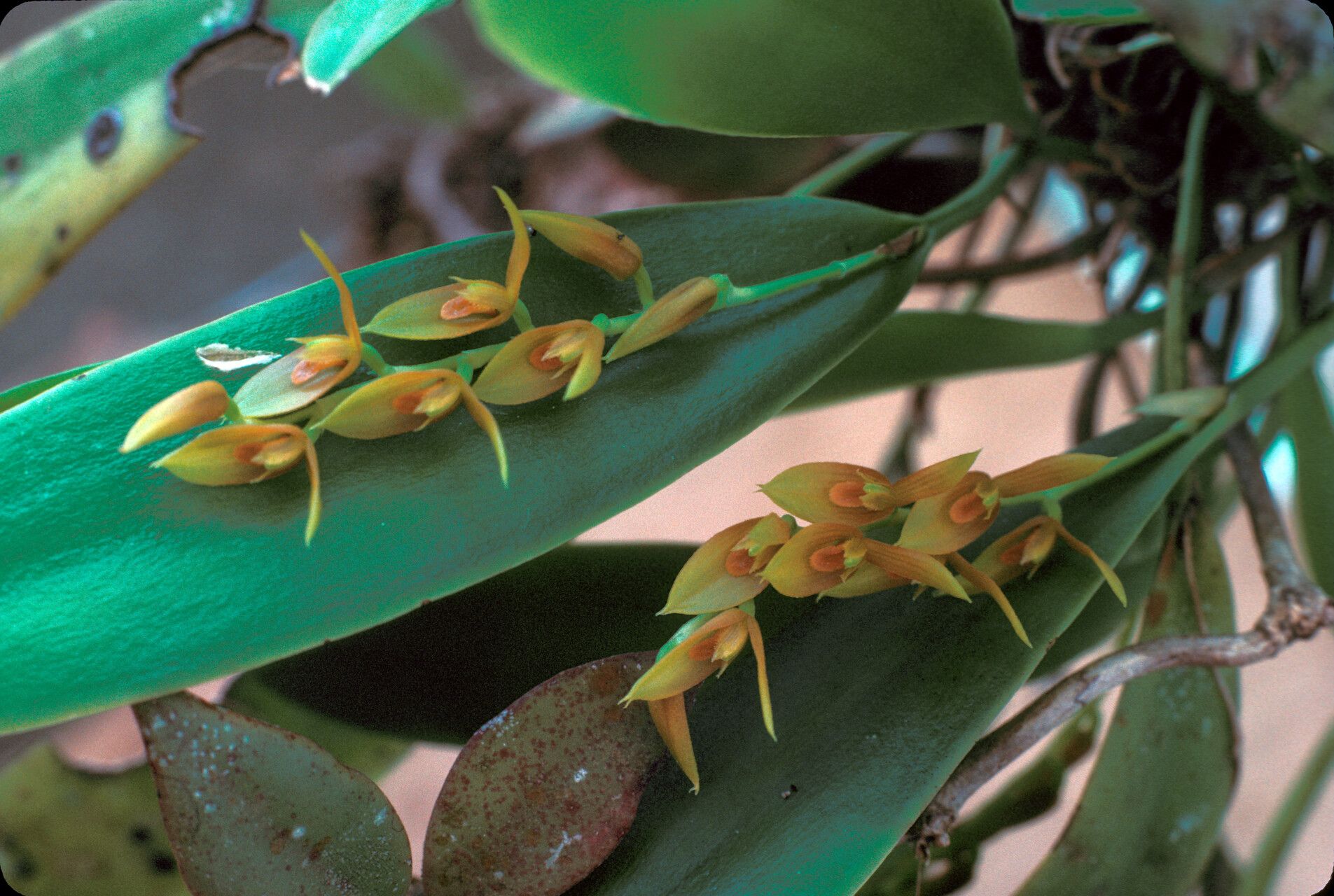 Acianthera ciliata — houseplant care guide