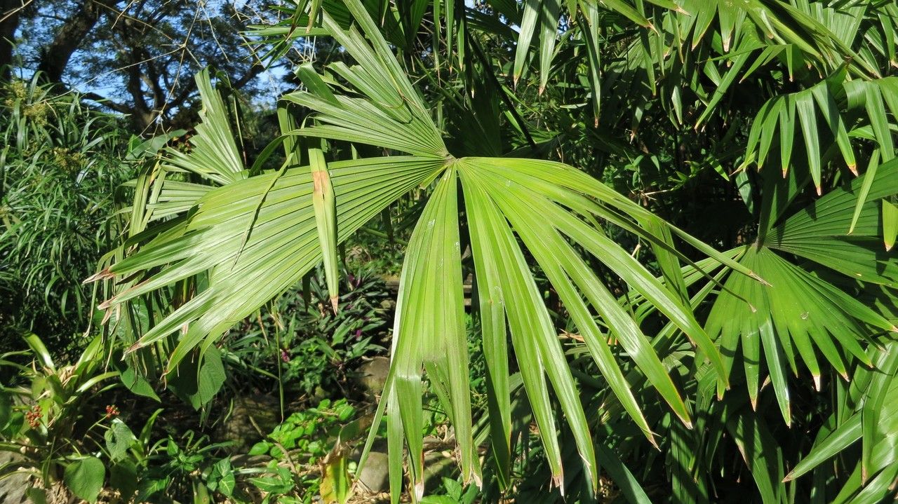 Carludovica palmata leaf