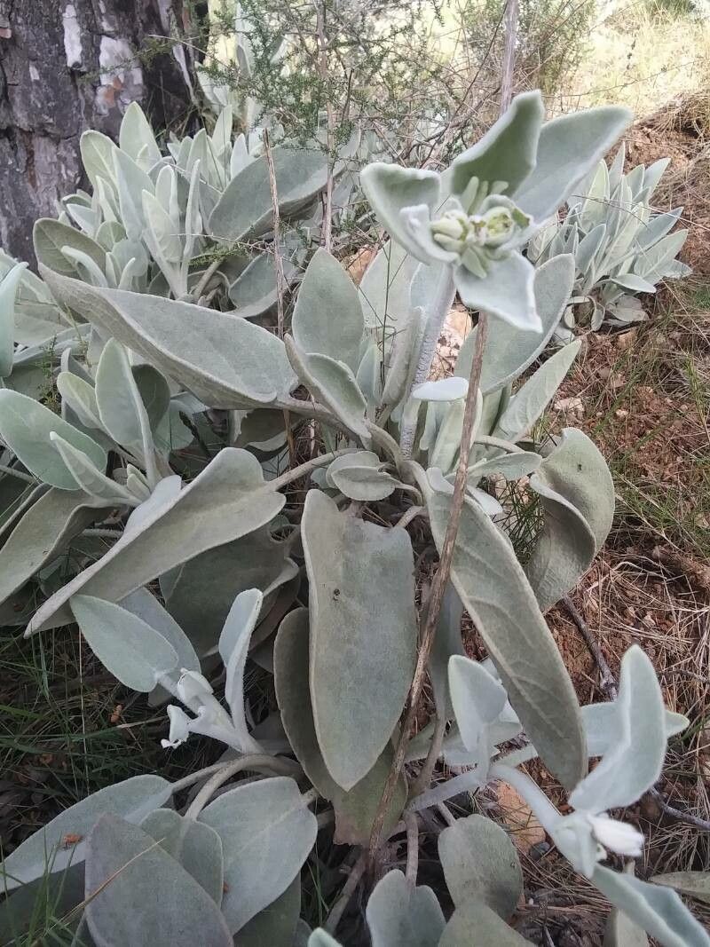 Phlomis crinita habit