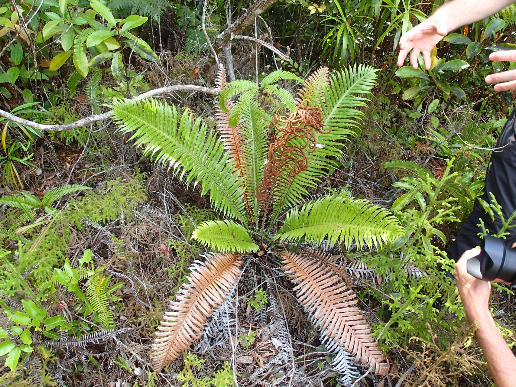 Blechnum oceanicum — houseplant care guide
