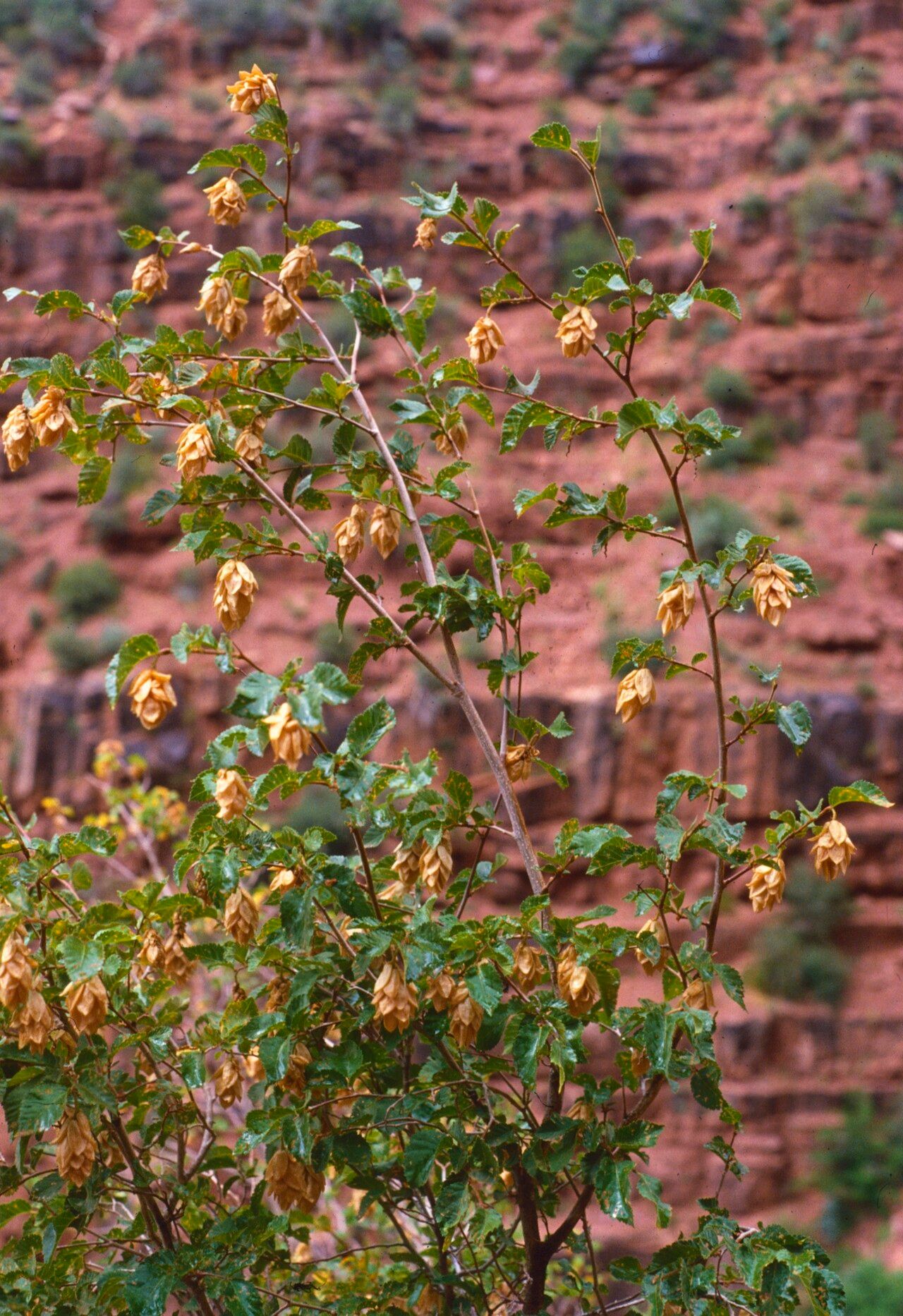 Ostrya knowltonii — related species from the same genus