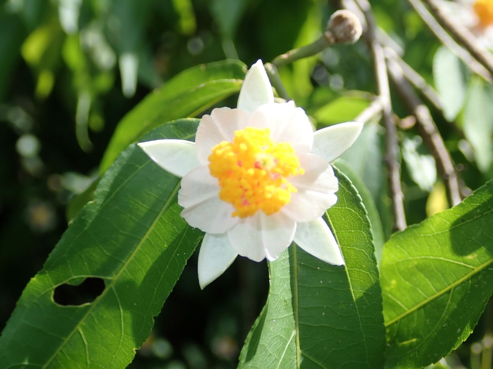 Grewia nitida flower