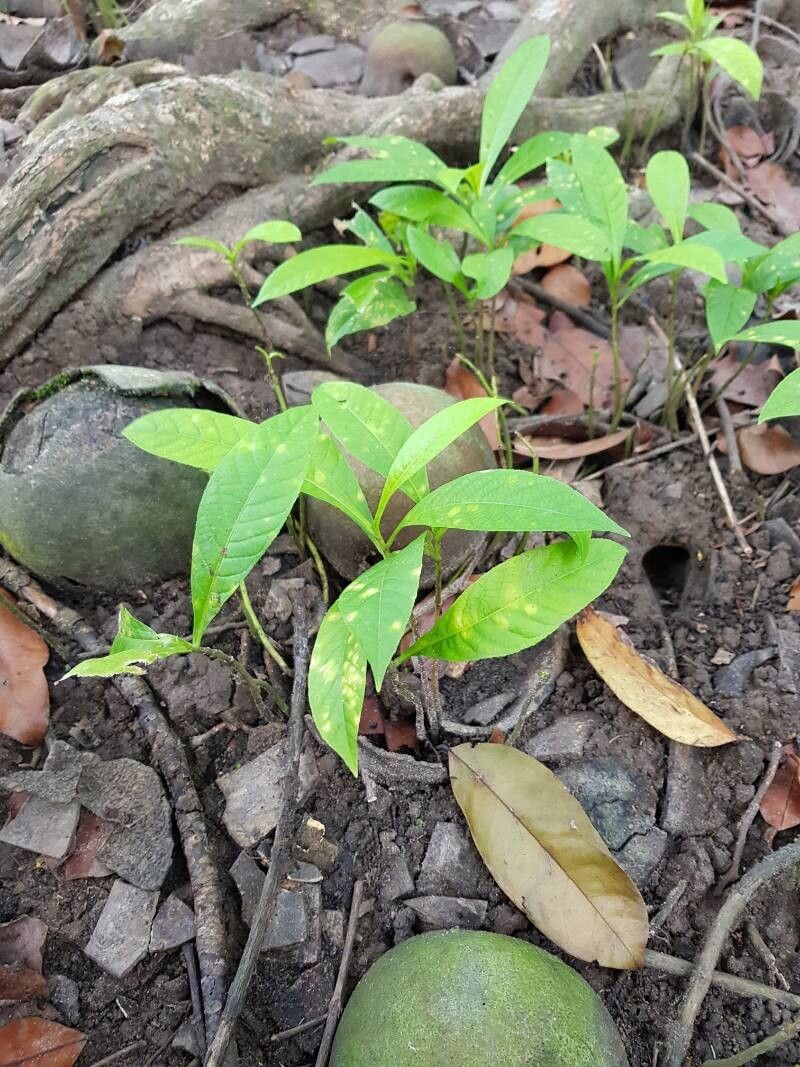Couroupita nicaraguarensis leaf