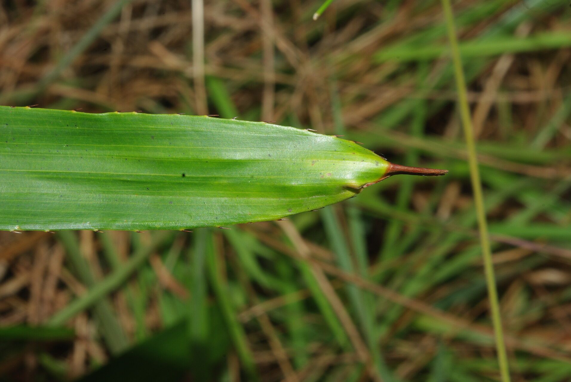 Eremospatha cuspidata leaf