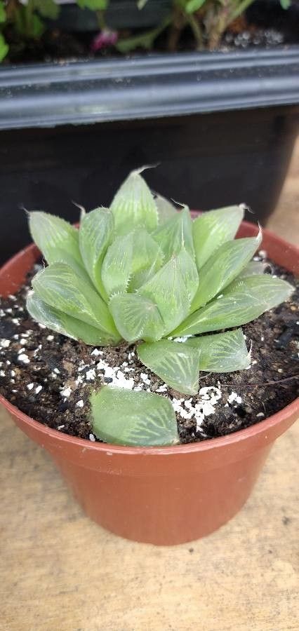 Haworthia mirabilis leaf