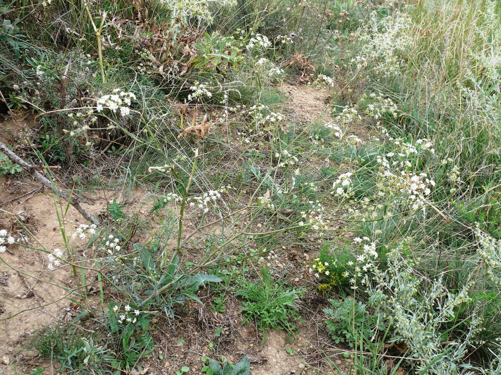 Seseli osseum habit