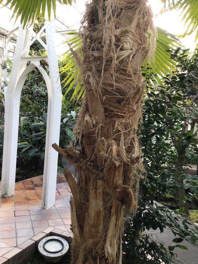 Pritchardia hillebrandii bark