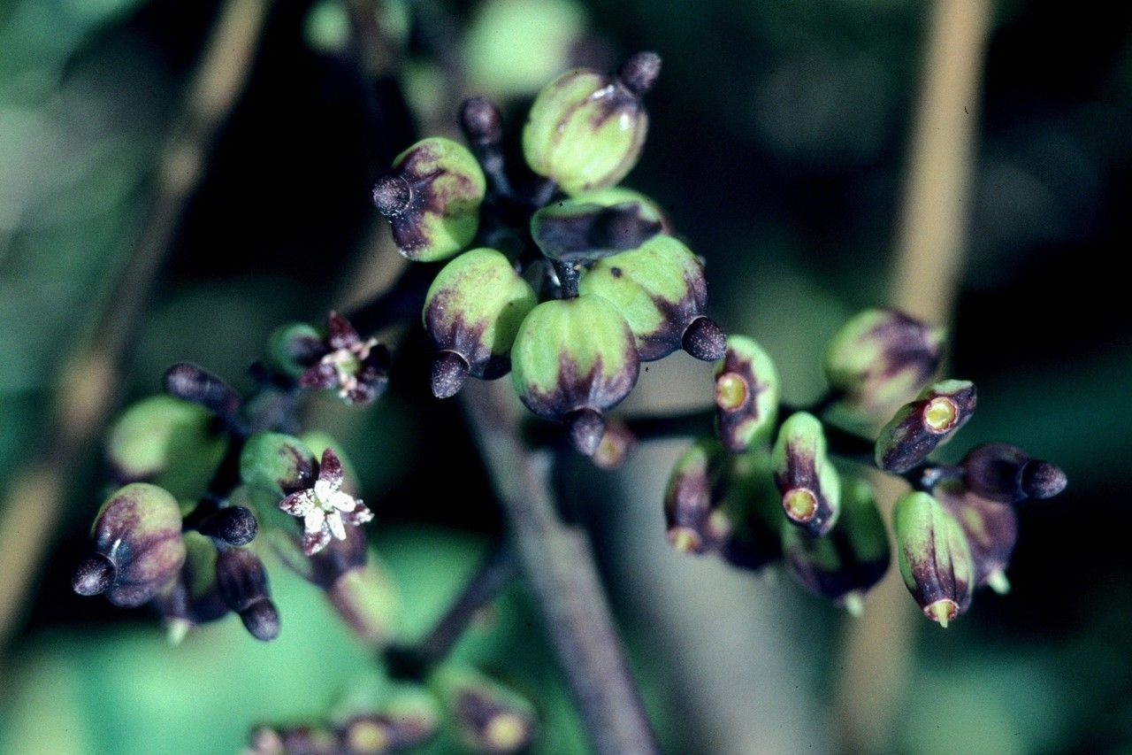 Polyscias microbotrys — search result for 'Polyscias'