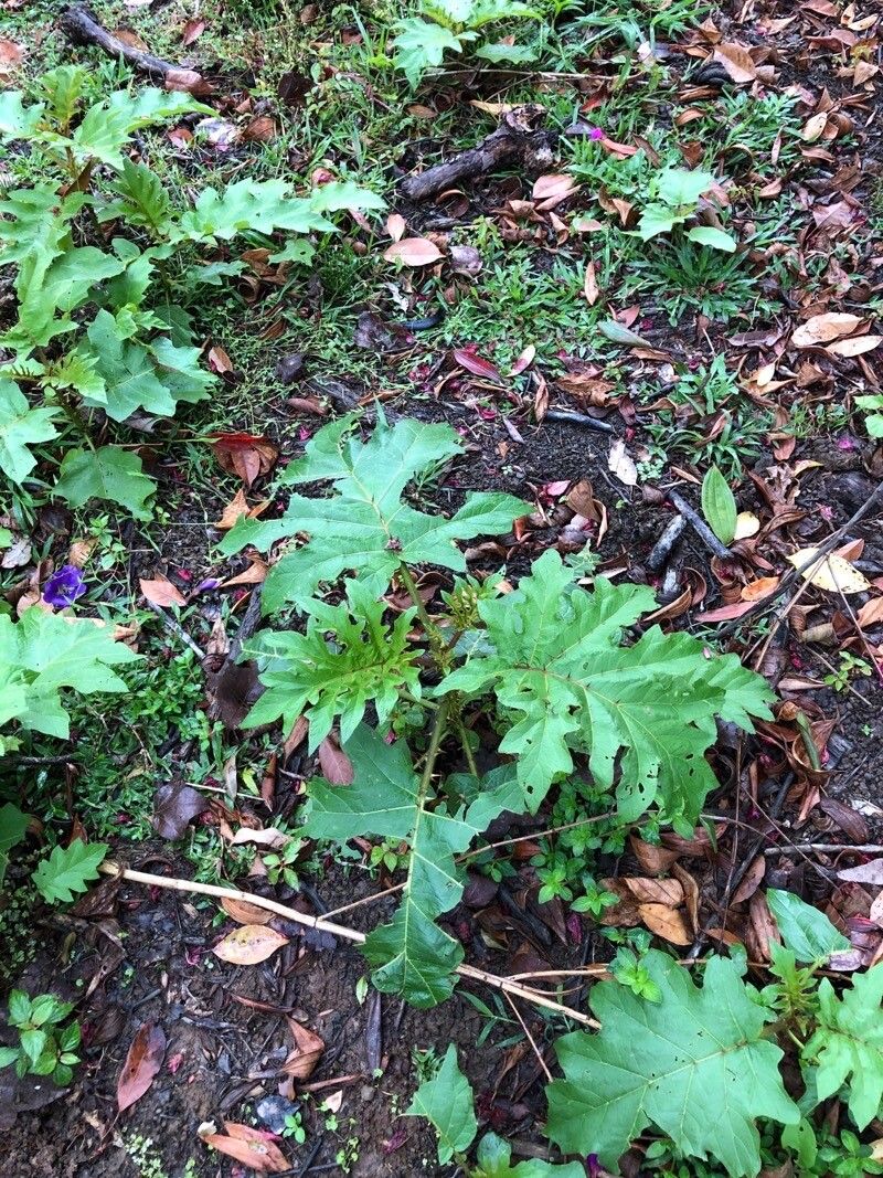 Solanum chrysotrichum — search result for 'Solanum'
