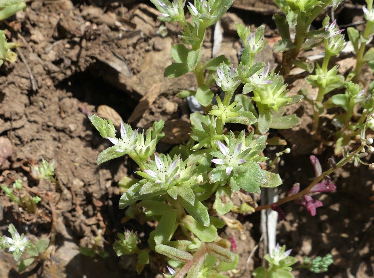 Phedimus stellatus flower