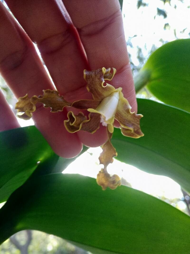 Dendrobium discolor flower