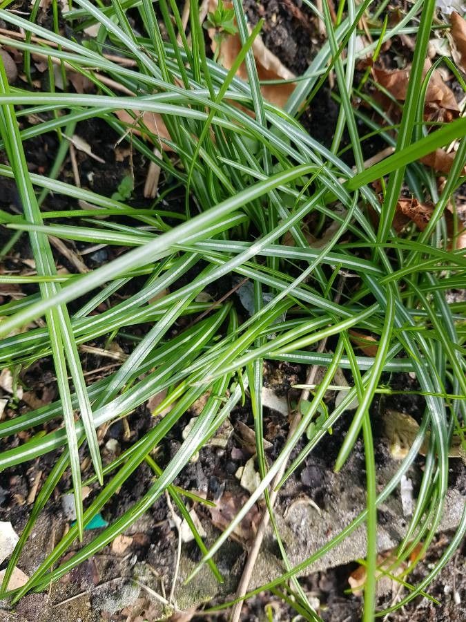 Carex ericetorum leaf