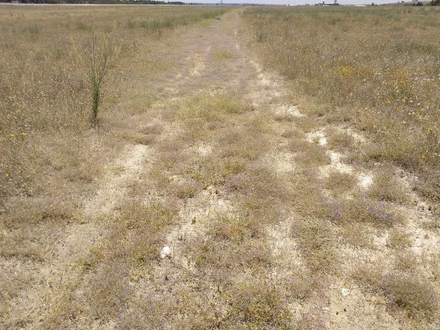 Legousia pentagonia habit