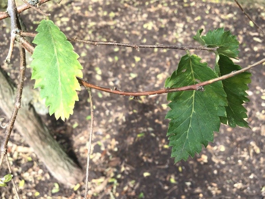 Hemiptelea davidii — houseplant care guide