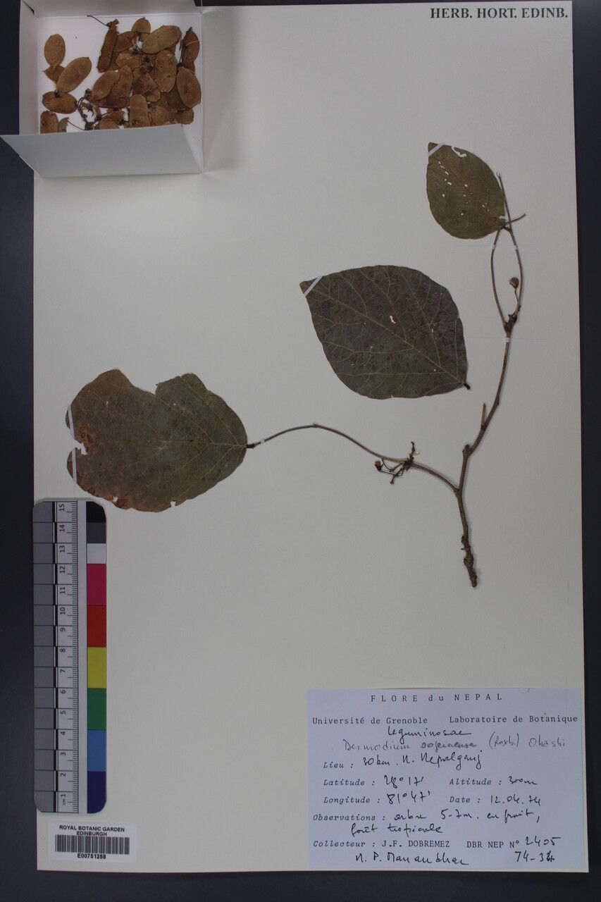 Ougeinia oojeinensis — search result for 'Desmodium'