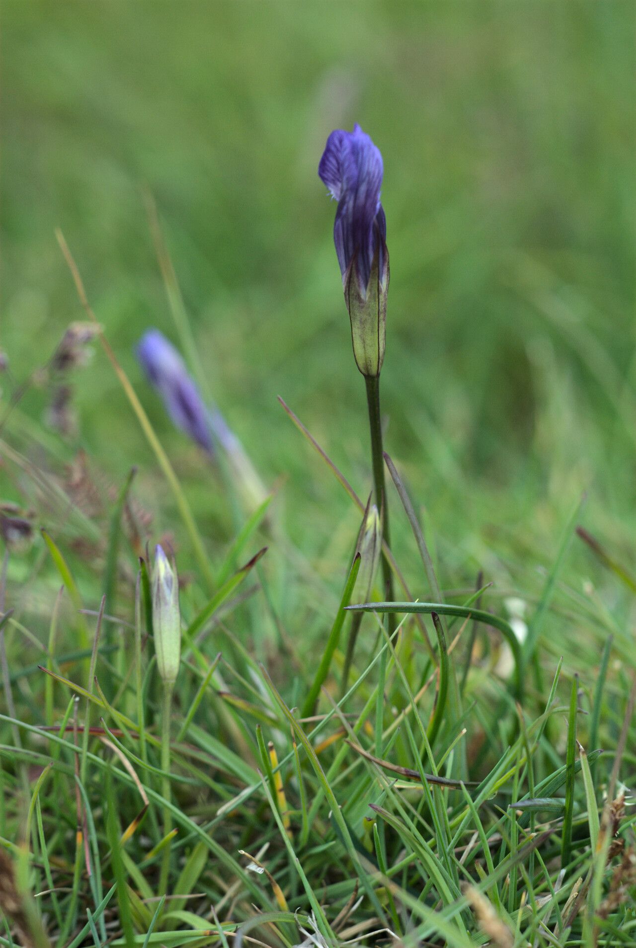 Gentianopsis detonsa — related species from the same genus