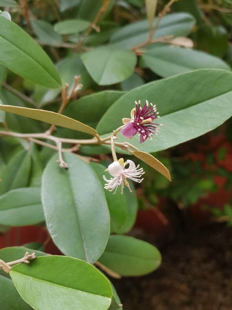 Morisonia odoratissima flower