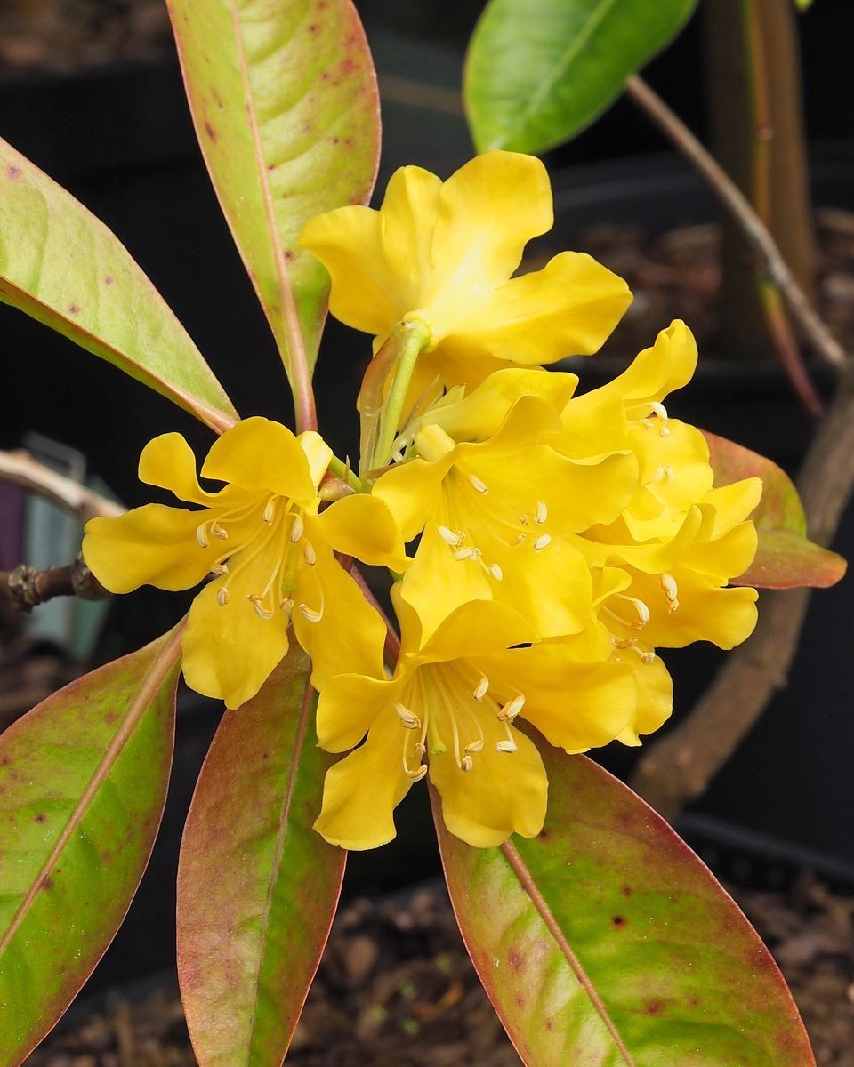 Rhododendron robinsonii — houseplant care guide