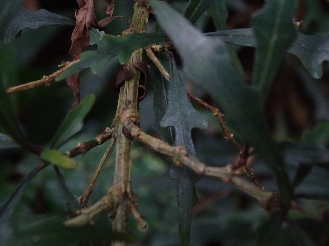 Pseuderanthemum longifolium bark