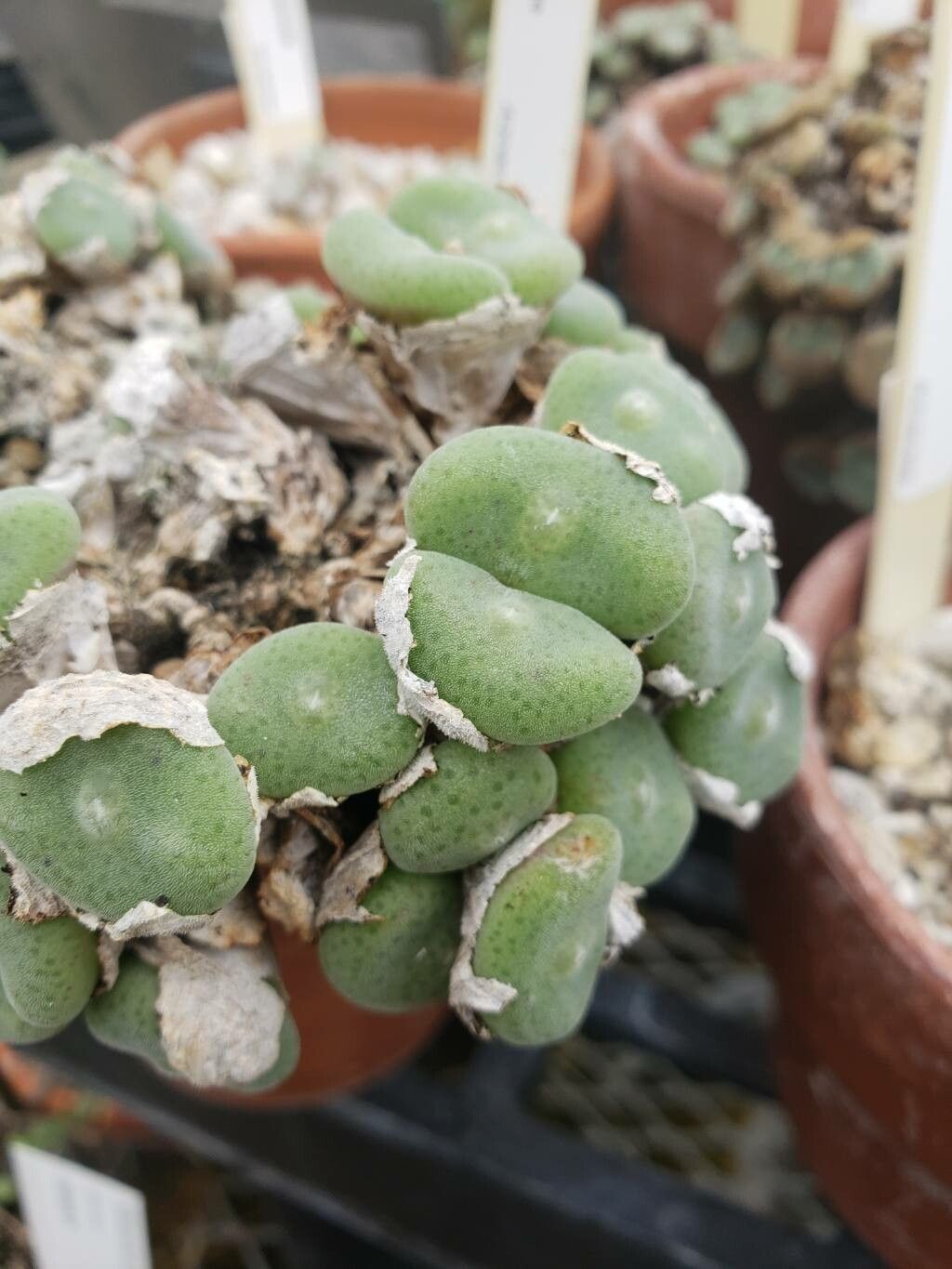 Conophytum ernstii — houseplant care guide