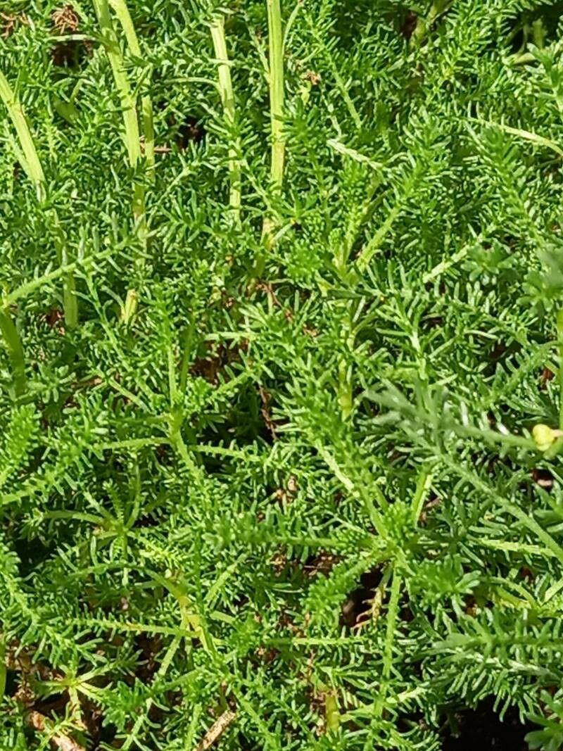 Santolina benthamiana leaf