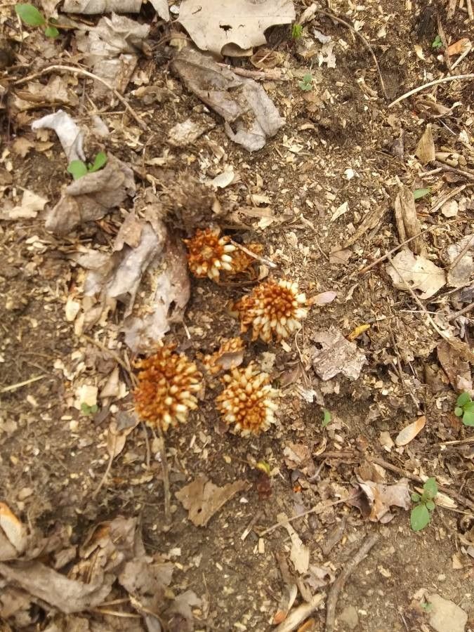 Conopholis americana leaf