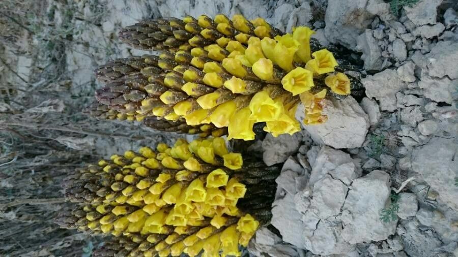 Cistanche phelypaea leaf