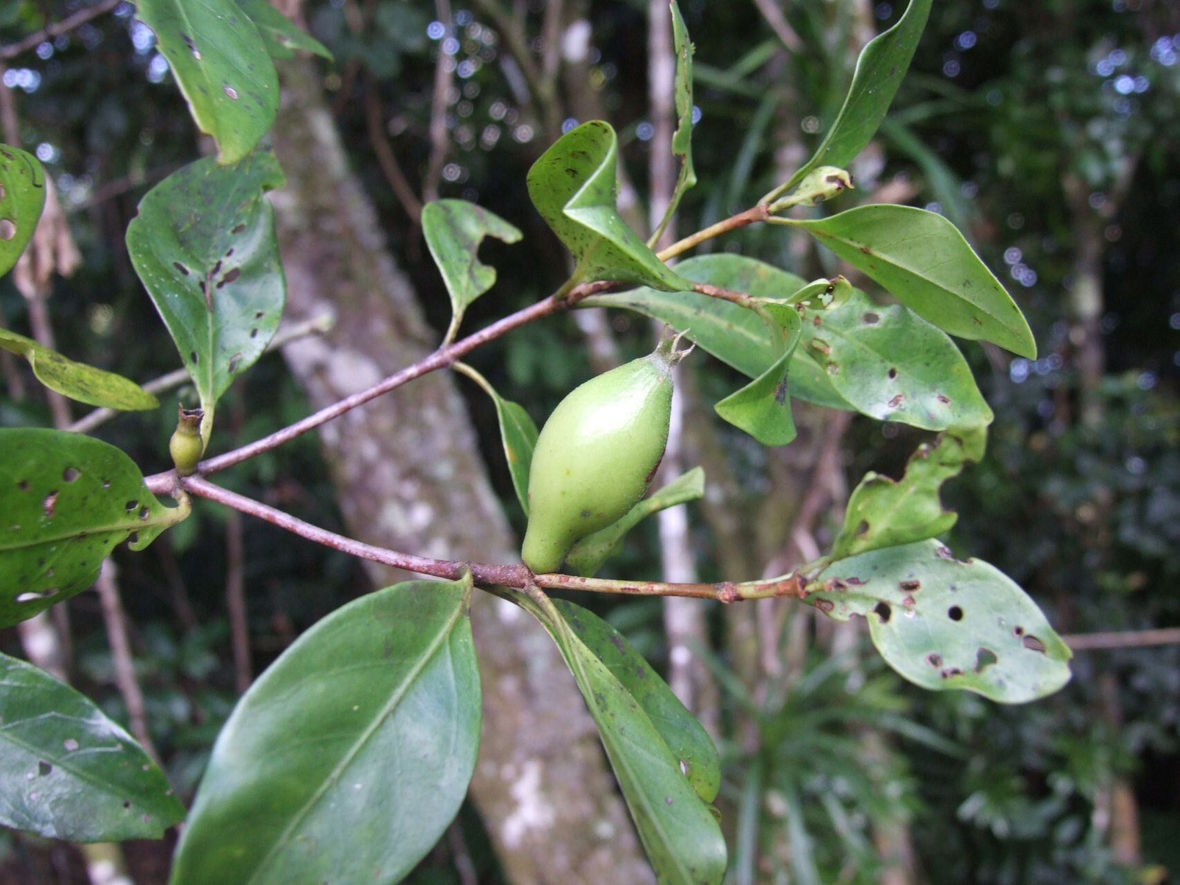 Atractocarpus pseudoterminalis fruit