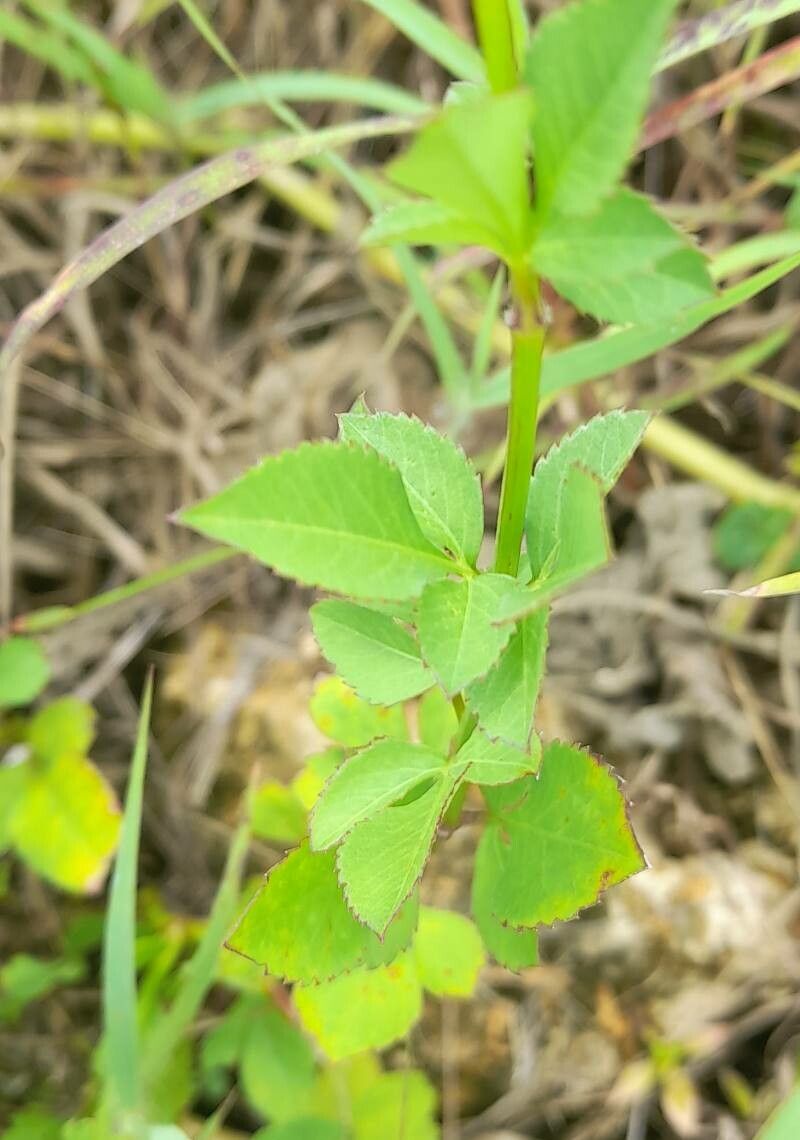 Bidens leucanthema — search result for 'Bidens'