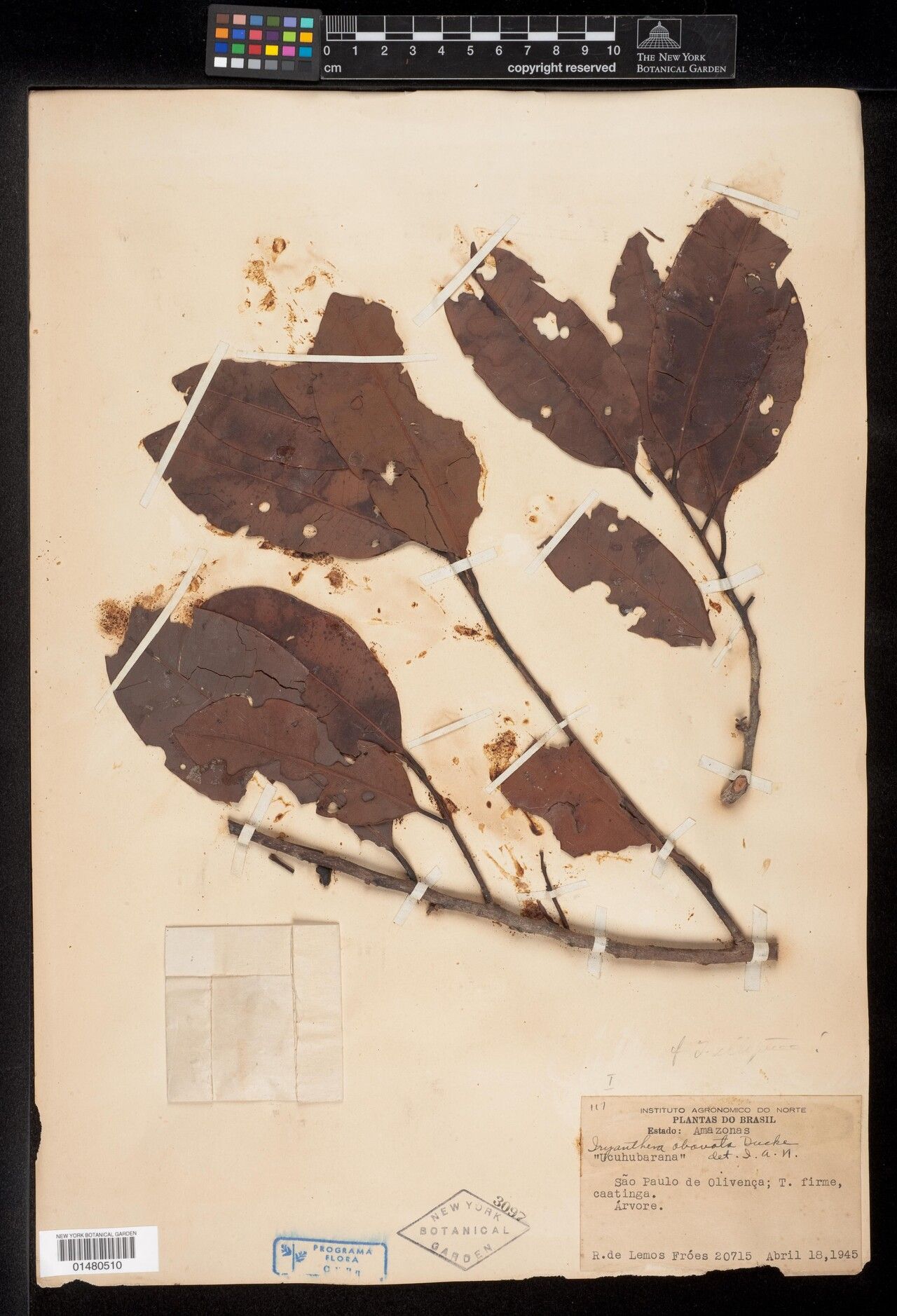 Iryanthera obovata leaf