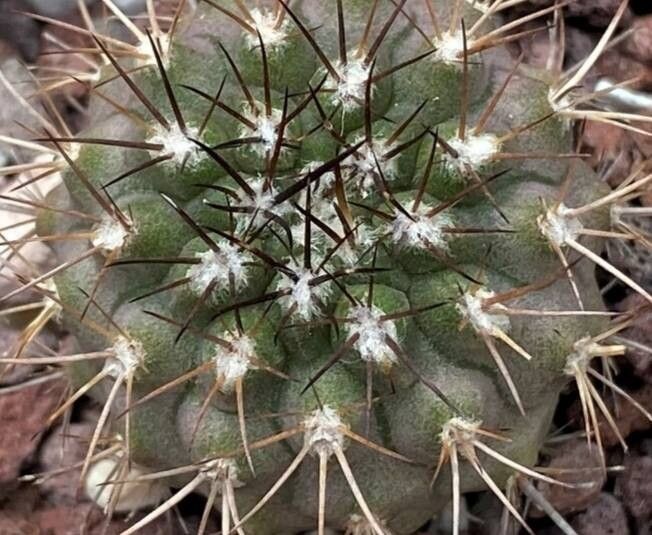 Eriosyce simulans leaf