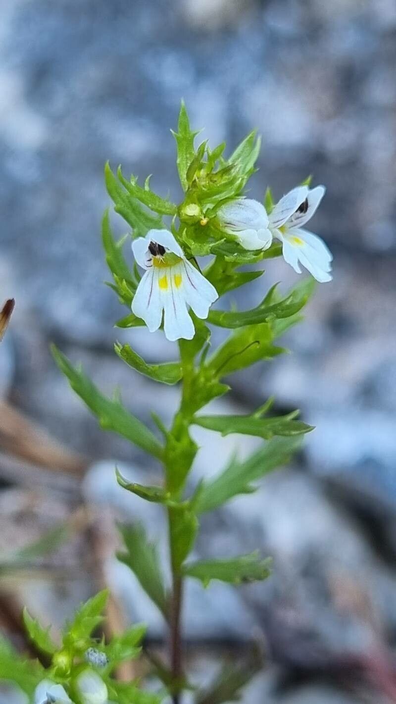 Euphrasia cuspidata flower