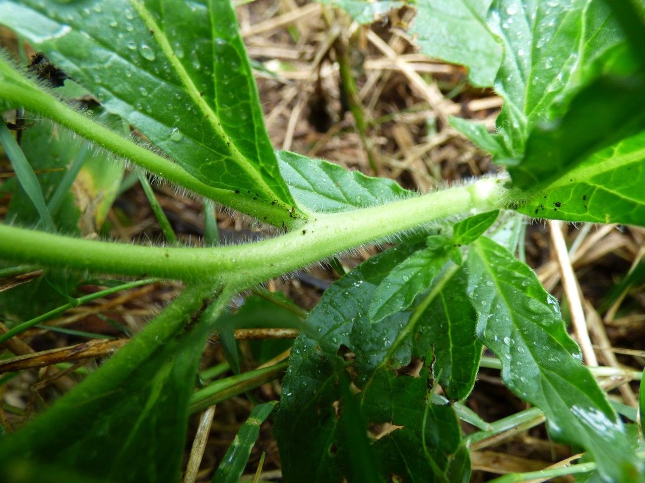 Heliotropium amplexicaule bark