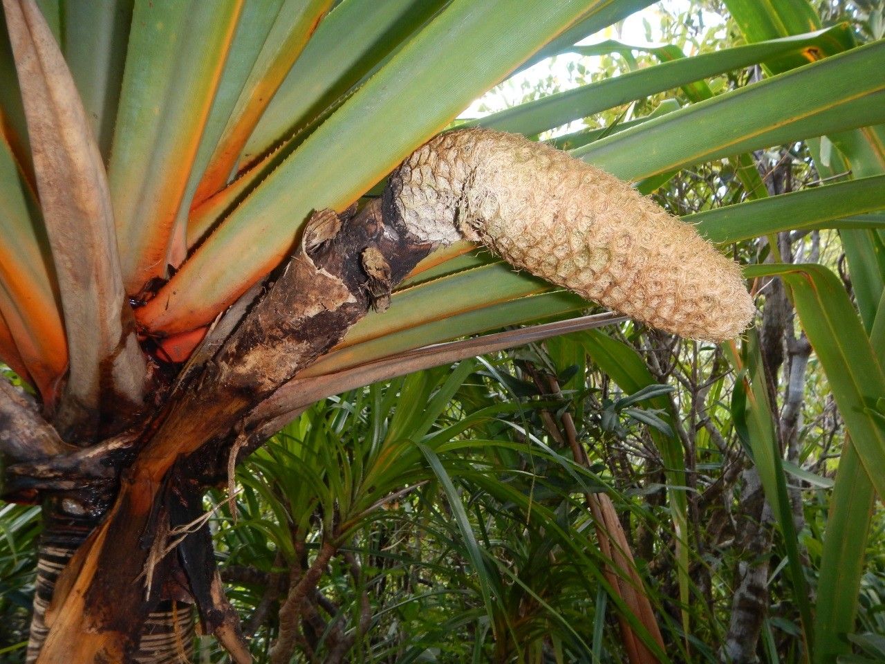 Pandanus aragoensis fruit