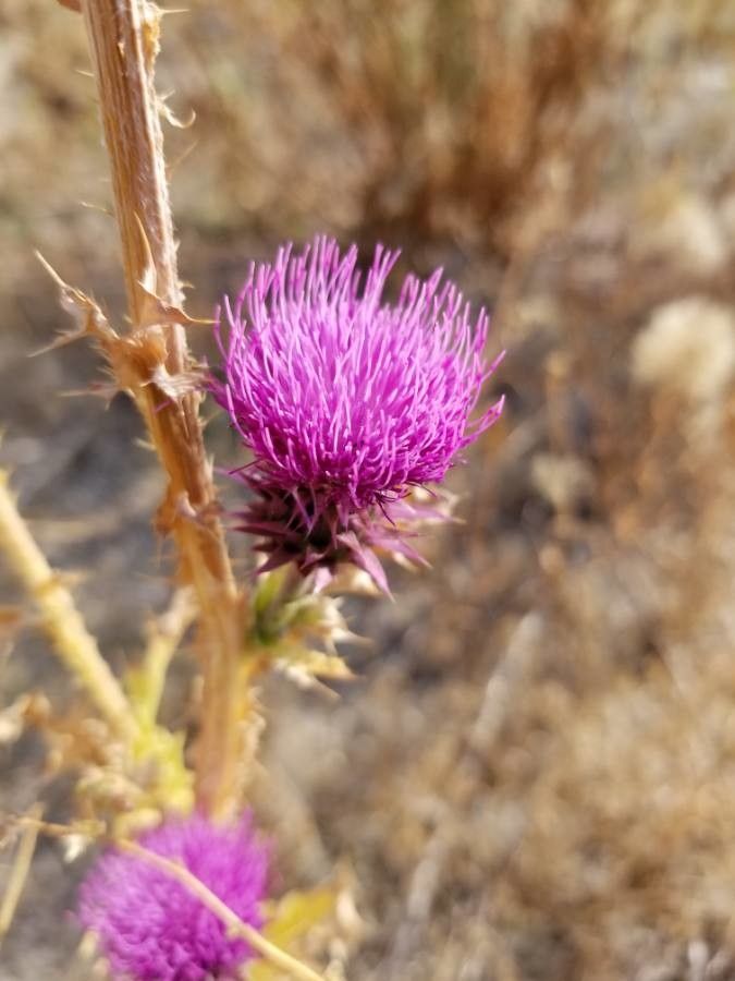 Carduus nutans flower