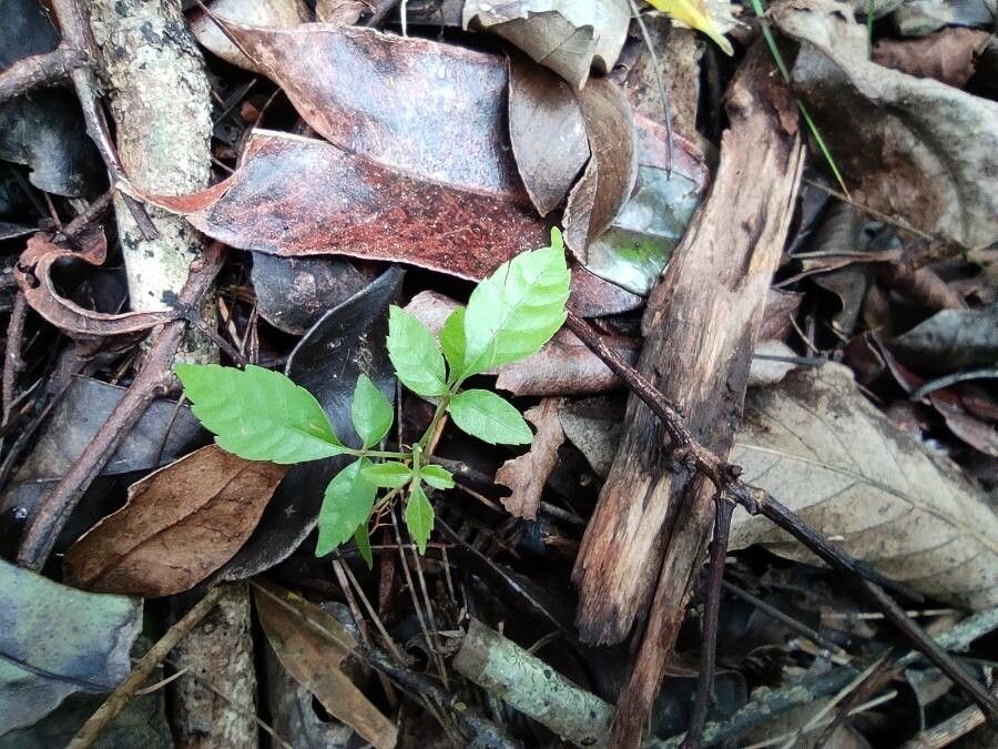 Allophylus borbonicus — houseplant care guide