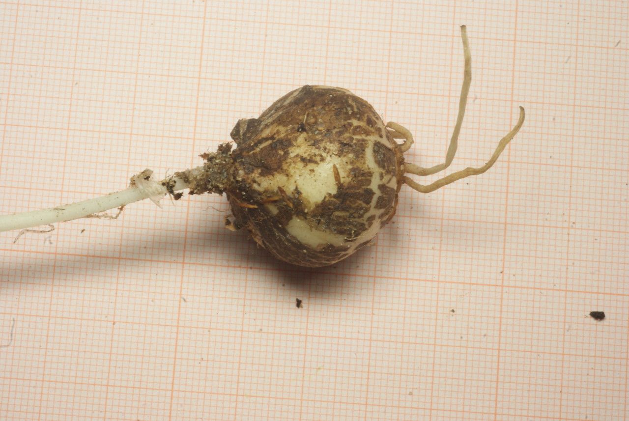 Muscari maritimum fruit